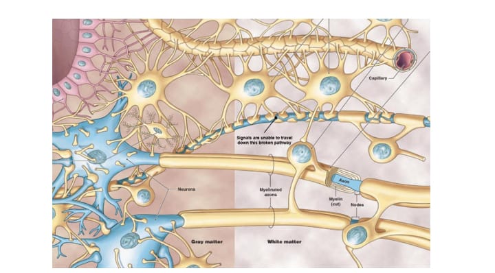 Celulas gliales centrales